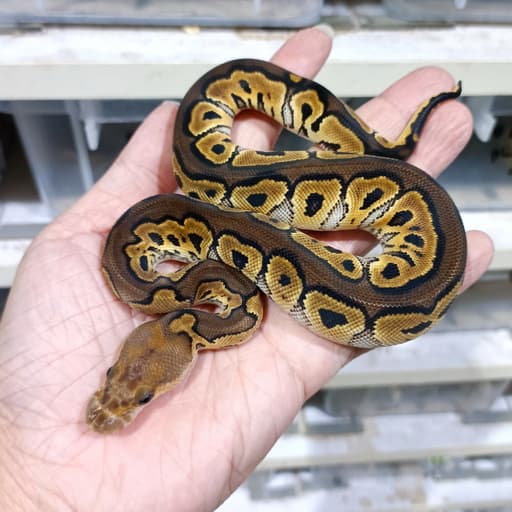 Cinnamon Clown het DG