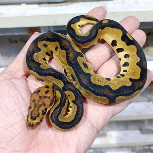 Clown double het DG Hypo