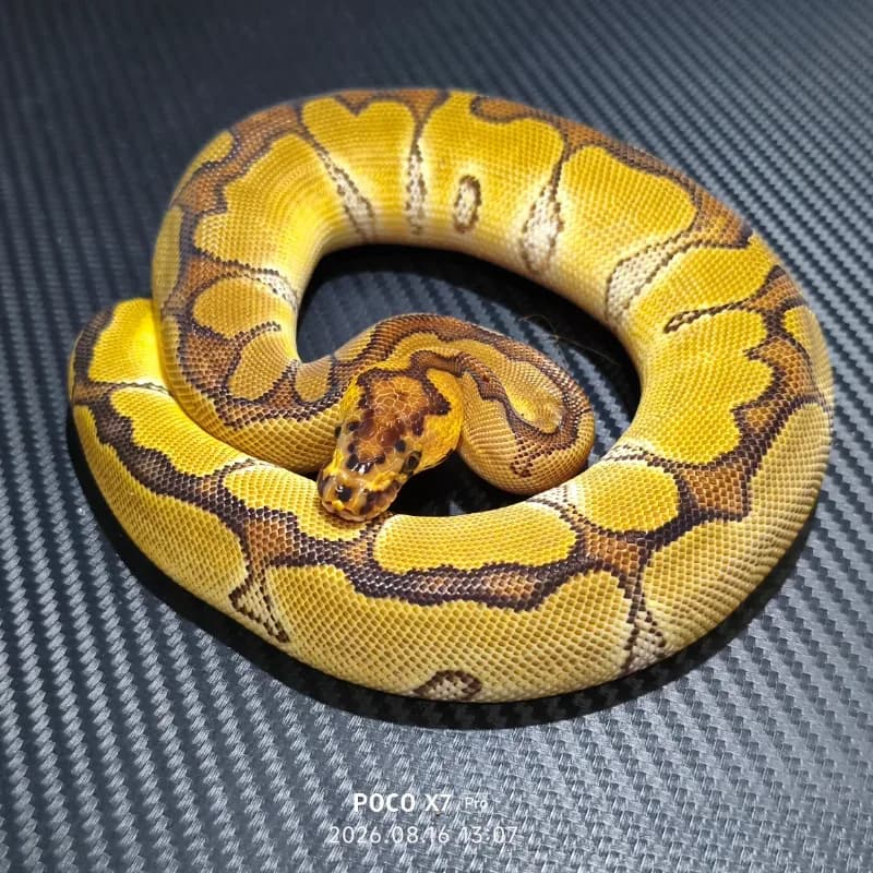 Enchi Clown Het Desert Ghost