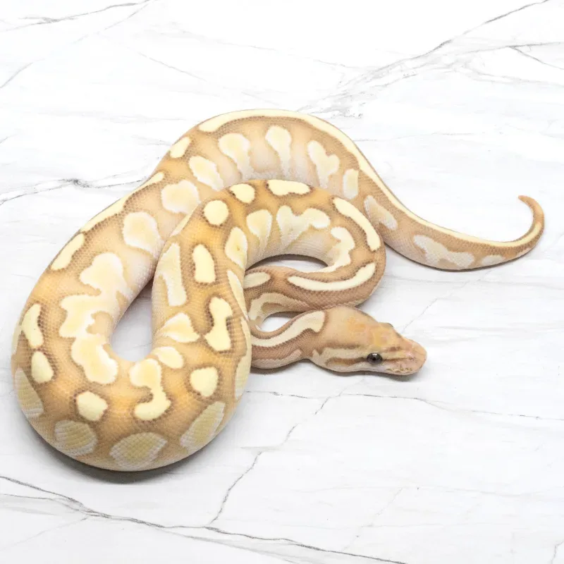 Banana Red Stripe Lesser Het Clown
