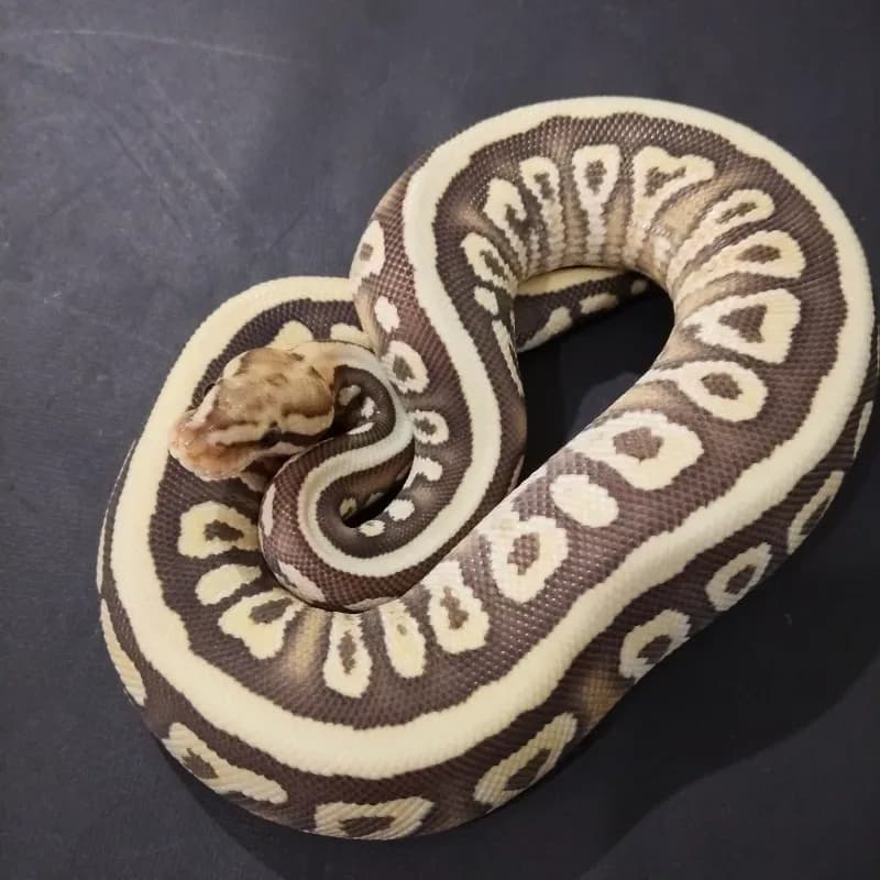 GHI Spotnose Desert Ghost Het Clown 50% Het Hypo