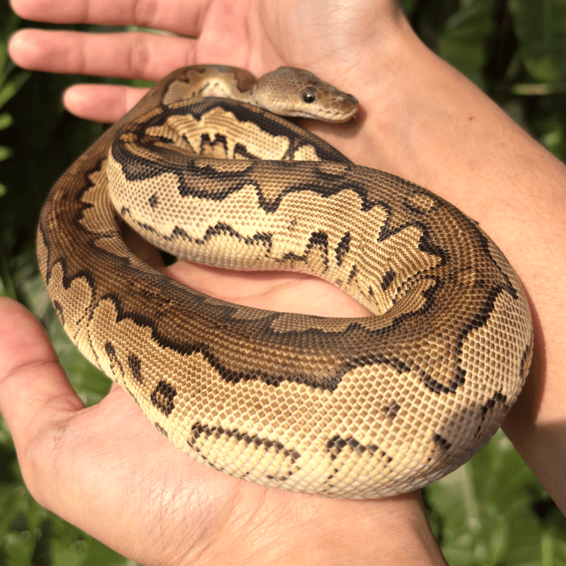 Yellowbelly Cinnamon Specter Asphalt Gravel Clown