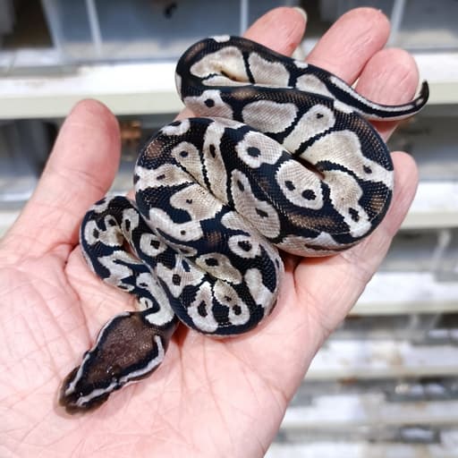 Pastel Vpi Axanthic het DG
