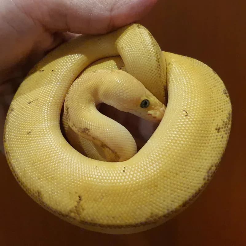 Enchi Leopard Pinstripe Pastel Clown