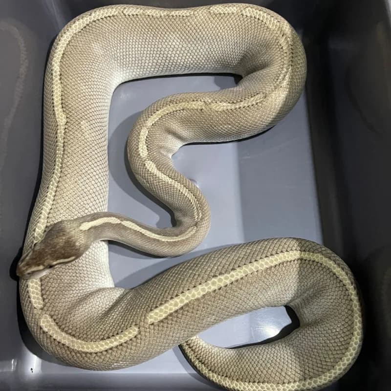 Phantom Mojave