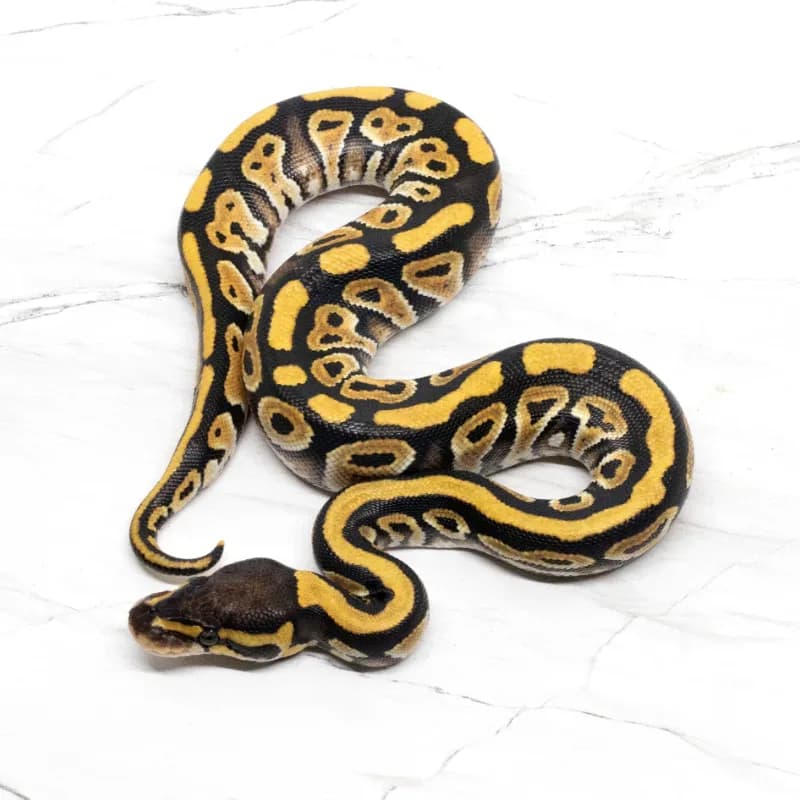 Cypress Het Clown