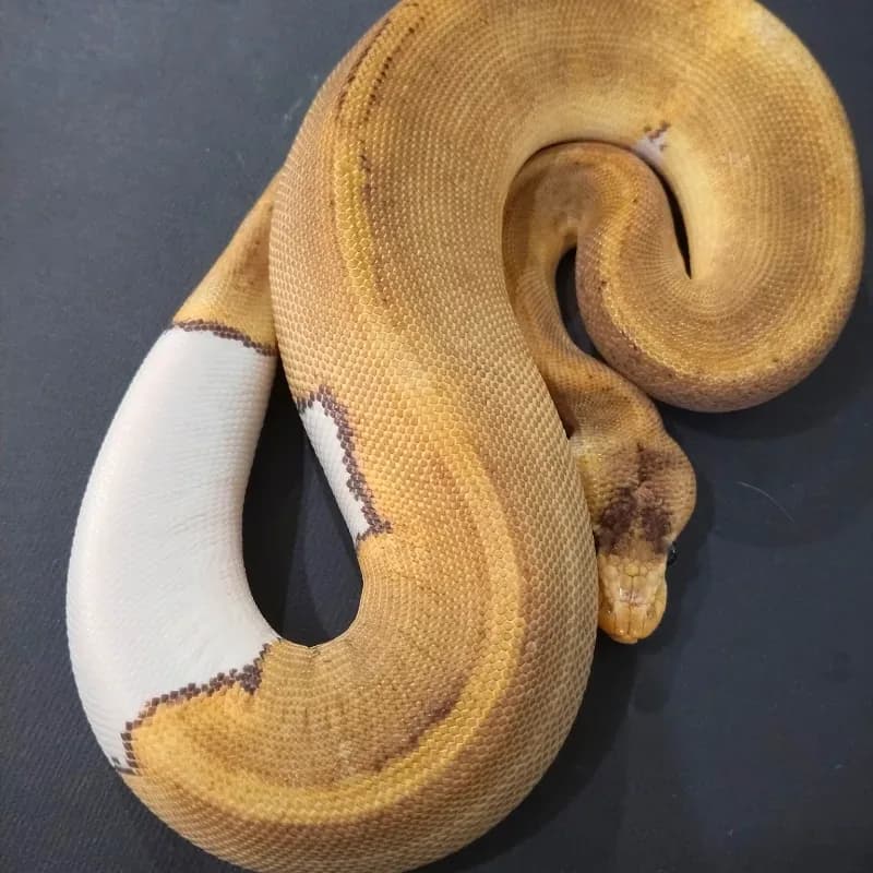 Champagne Pied