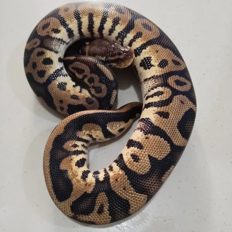 Pastel Leopard Het Ultramel