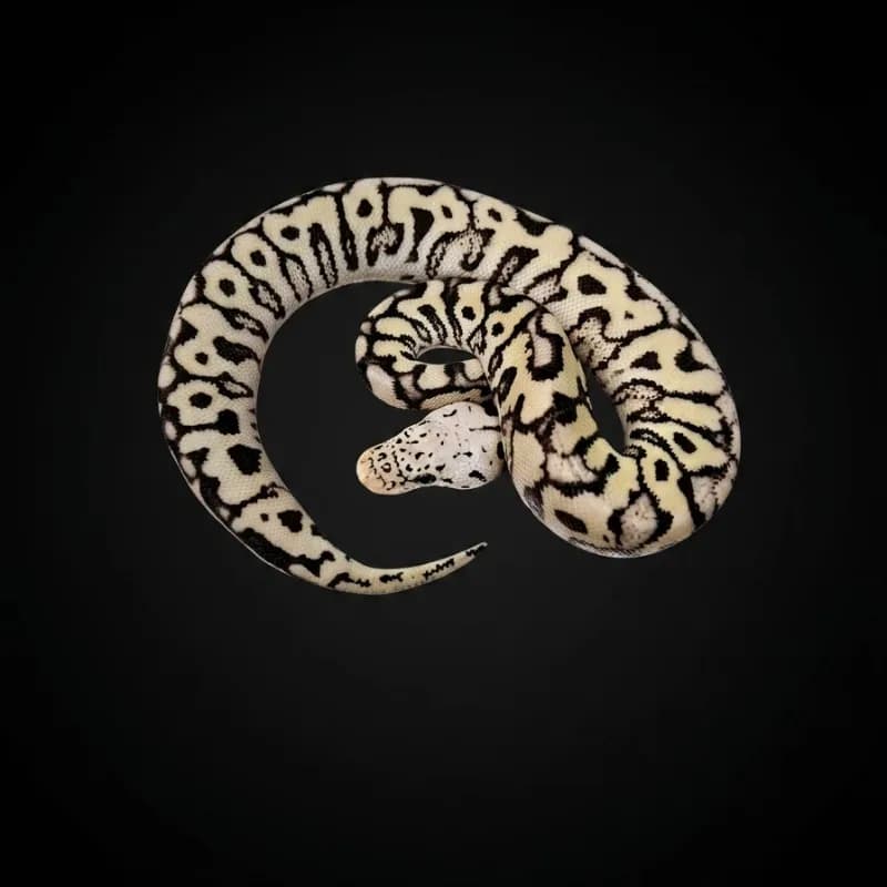 Pastel Spotnose Desert Ghost Clown
