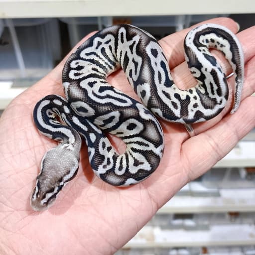 Pastel Leopard Vpi Axanthic het DG