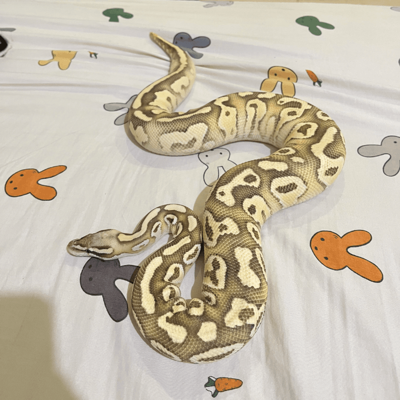 Super Pastel Red Stripe Butter Fire