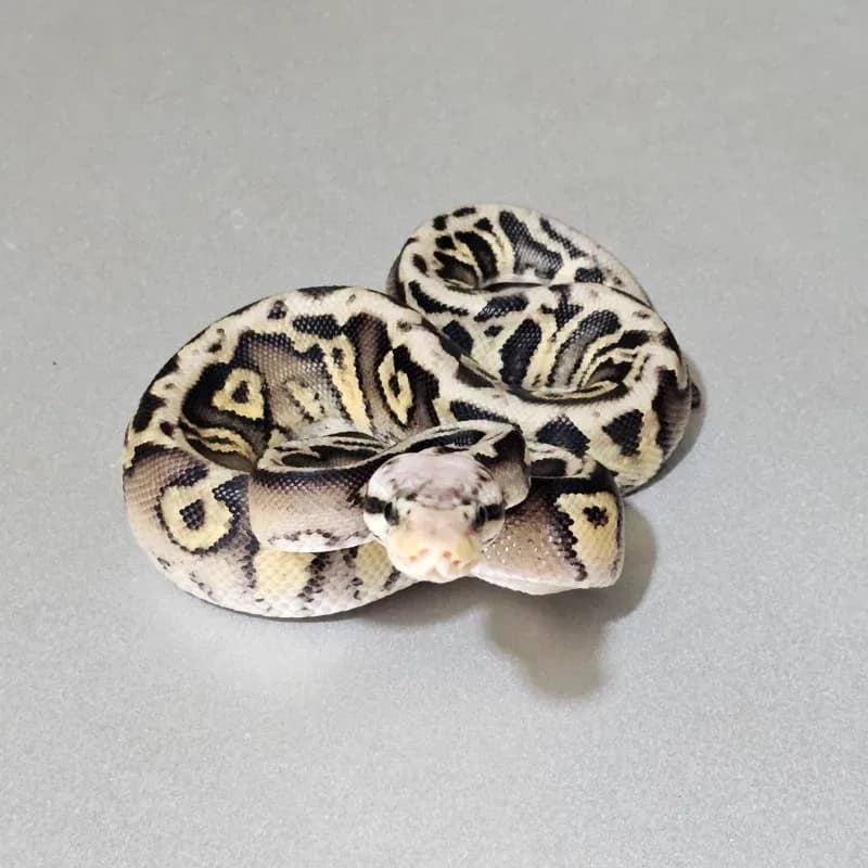 Enchi Pastel Spotnose Wookie Het Clown