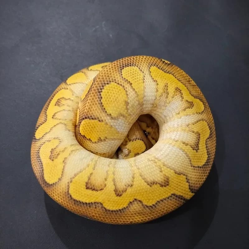 Lace Russo Yellowbelly Clown