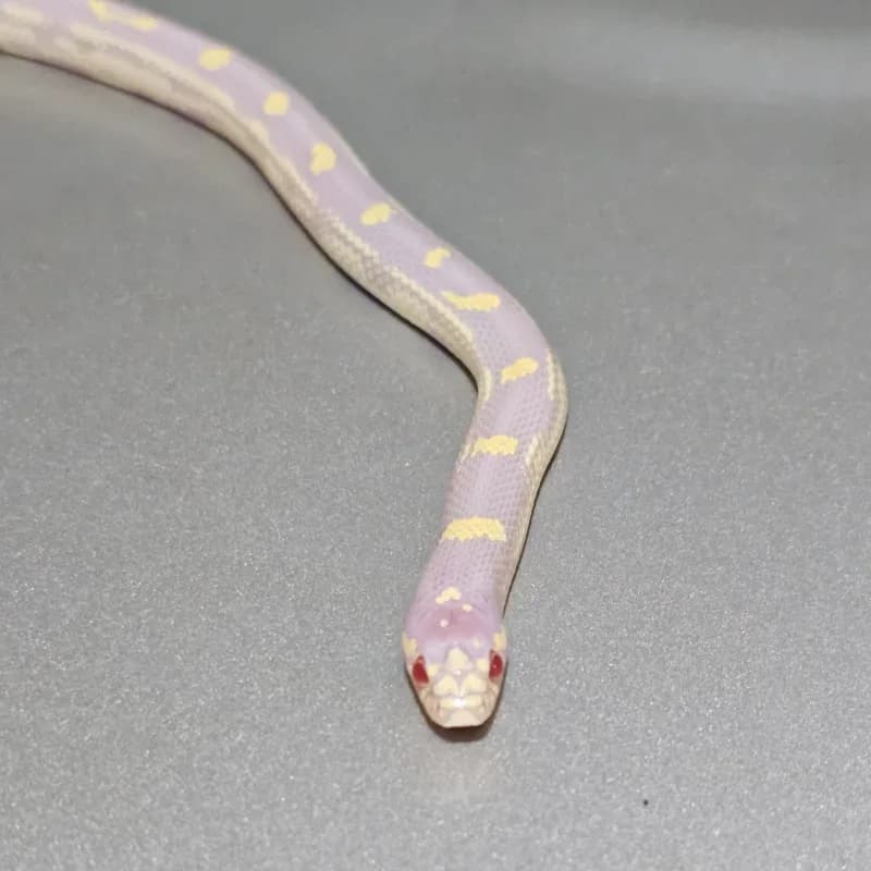 Albino Dotdash