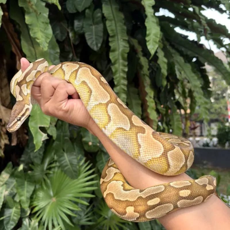 Lesser Het Lavender Albino 50% Het Clown