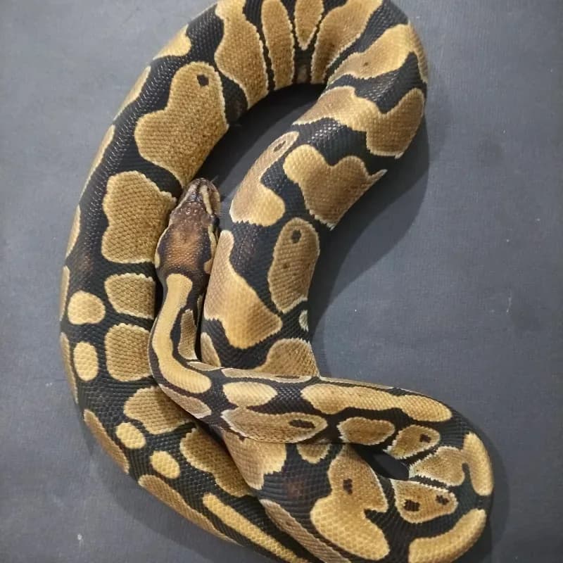 ph Red Stripe Clown