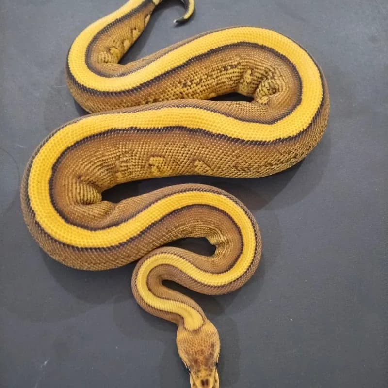 Cypress Red Stripe Yellowbelly 66℅ het DG Het Clown