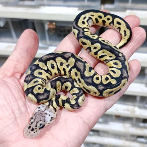 Pastel Clown double het DG Vpi Axanthic