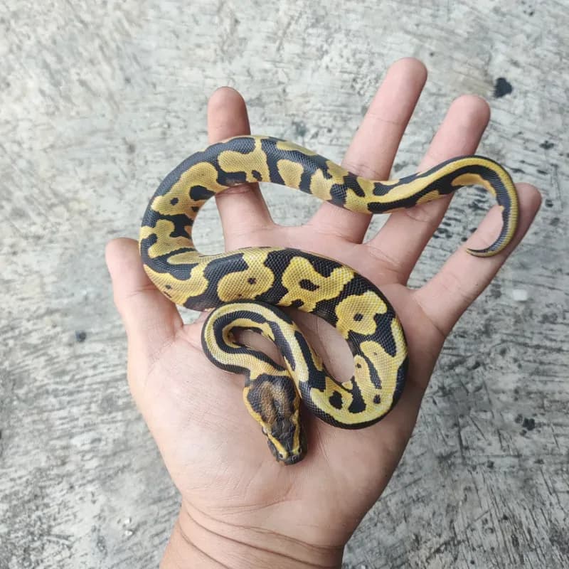 Leopard Desert Ghost Het Clown