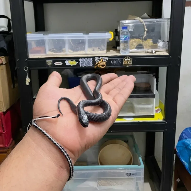 Mexican black kingsnake