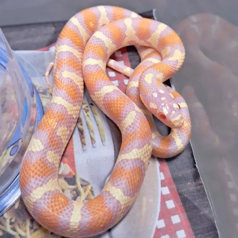 Albino/Amelanistic