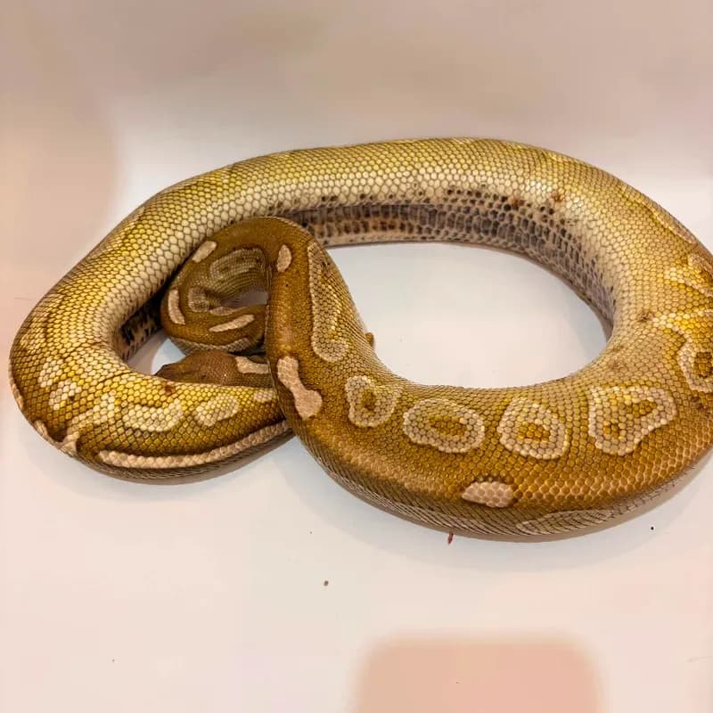 Lesser Cinnamon