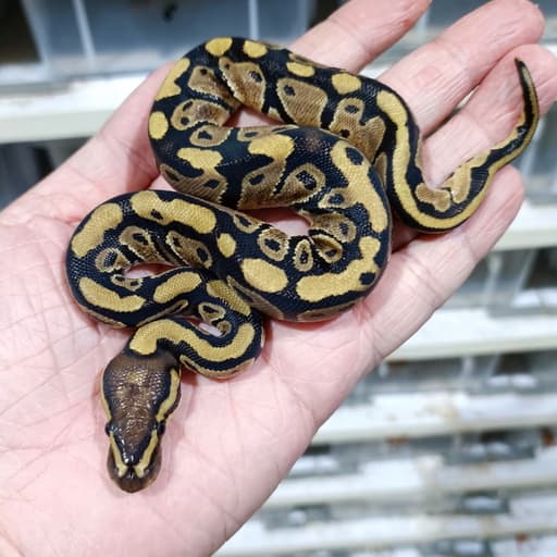 Triple het DG Clown Vpi Axanthic