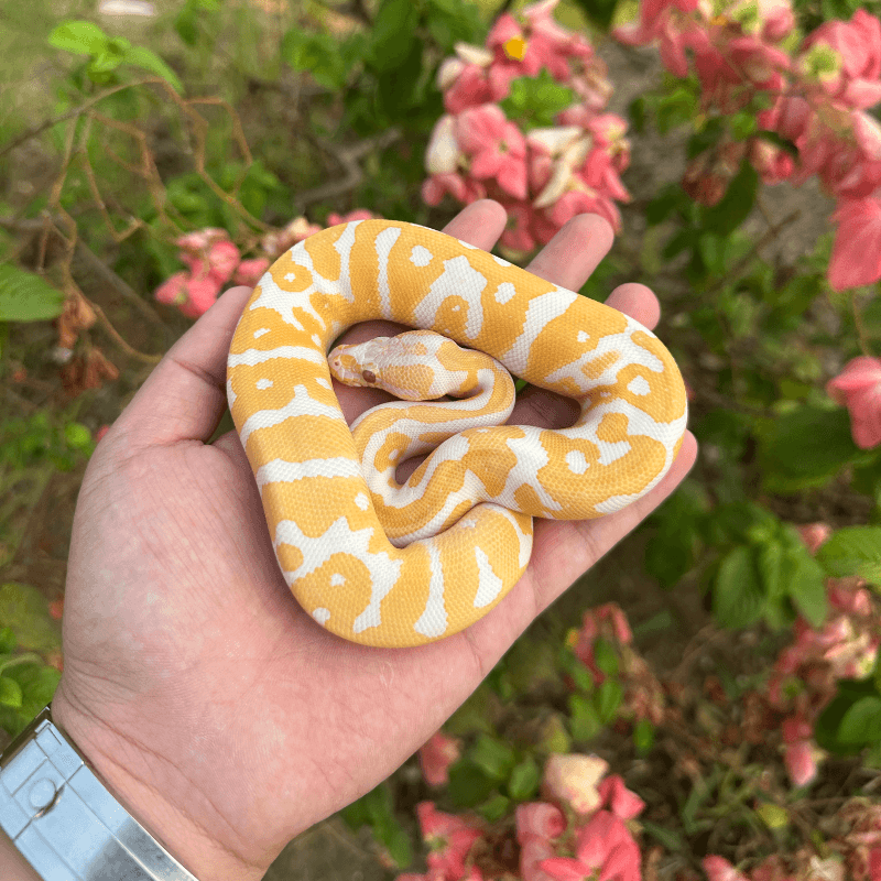 Confusion Leopard Lavender Albino Het Clown