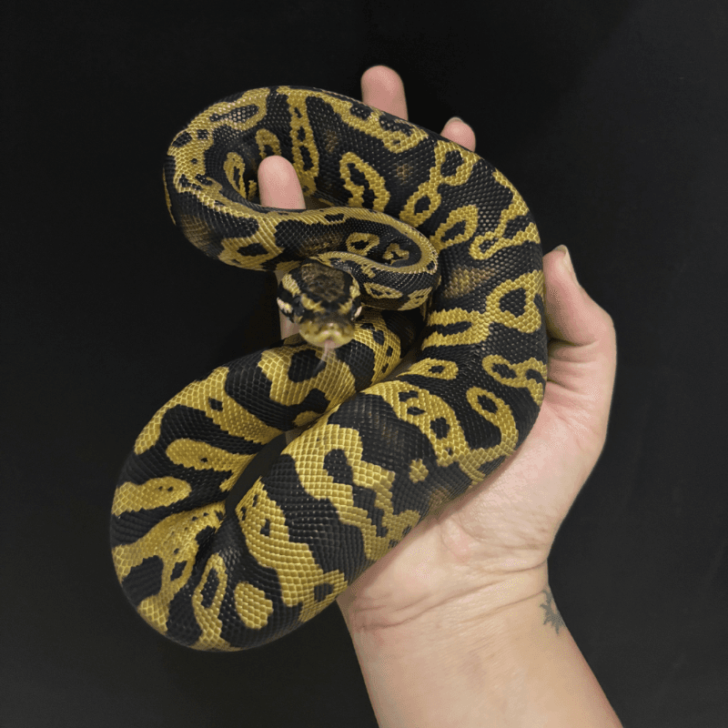 Acid Pastel Het Clown Het DG