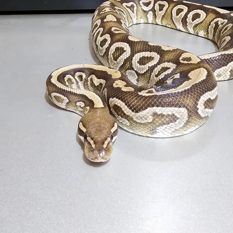 Trick Mojave