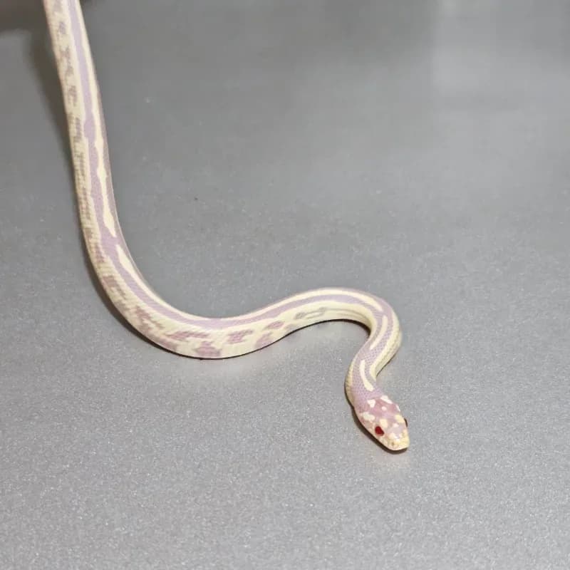 Stripe(California Kingsnake) Albino/Amelanistic