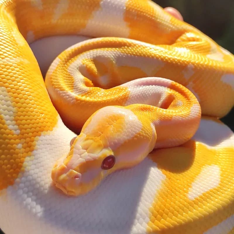Lavender Albino Pied