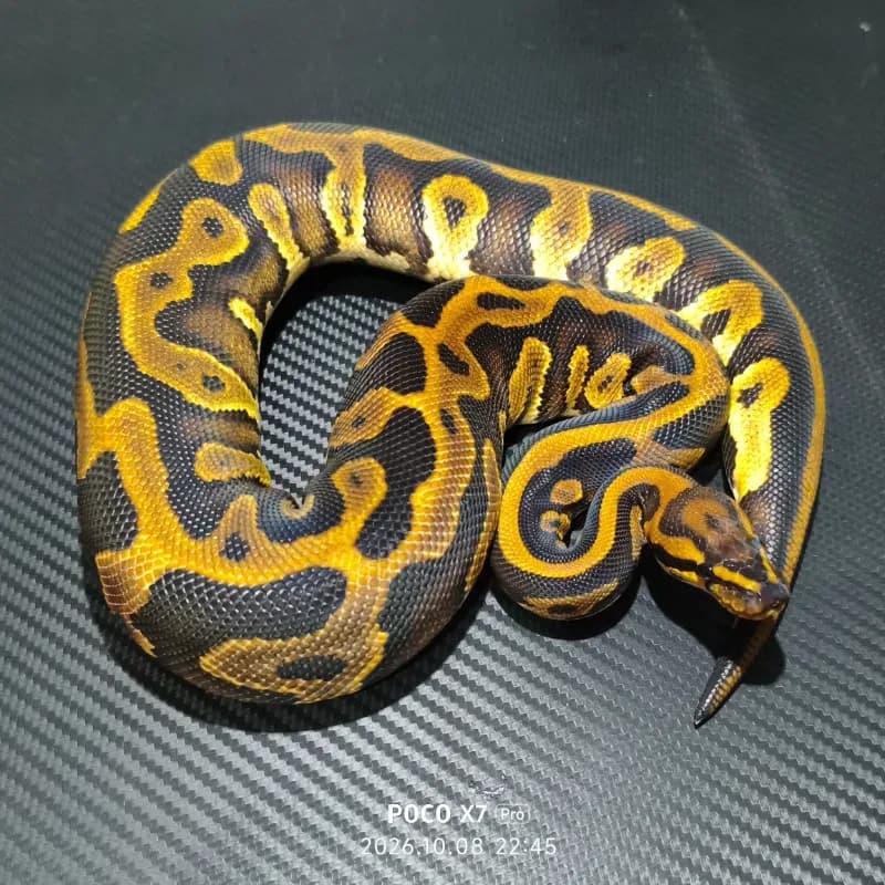 Leopard Yellowbelly Het Pied