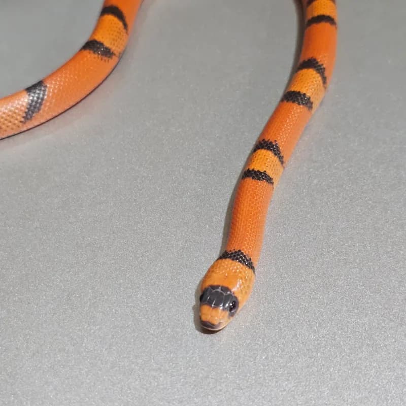 Hypo Tangerine Vanishing pattern