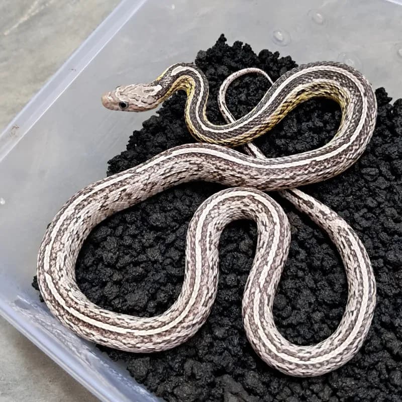 Tessera Anerythristic