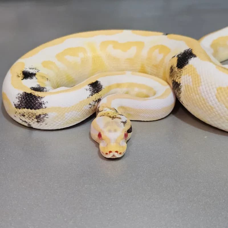 Albino Black Pastel Specter
