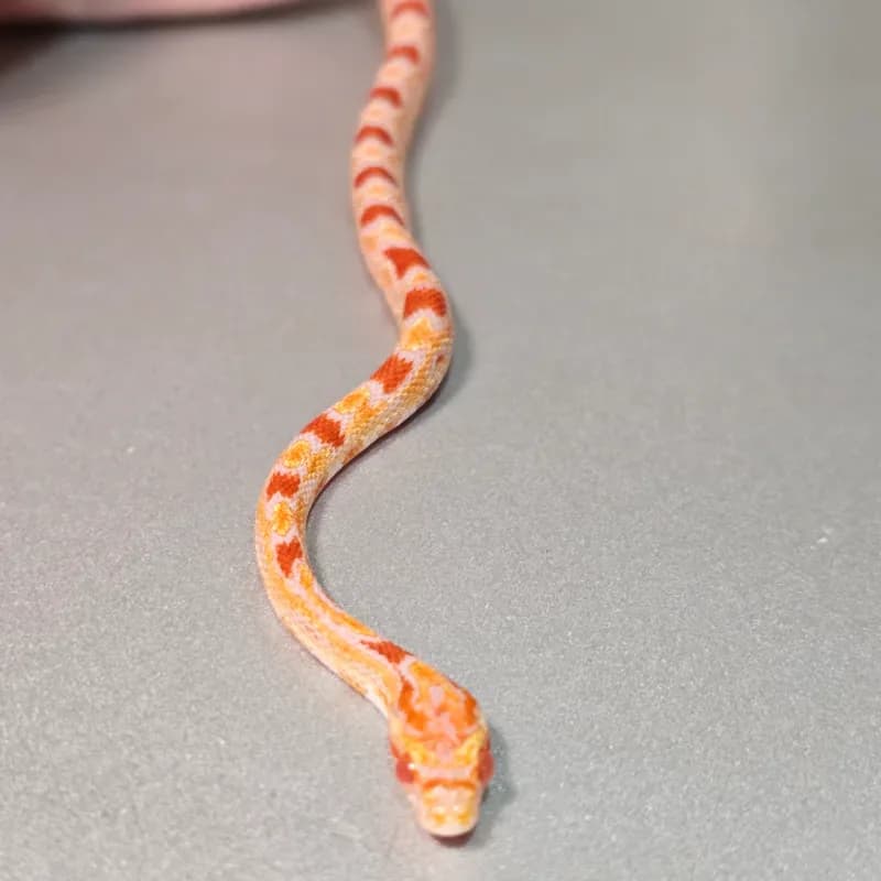 Okeetee Albino/Amelanistic