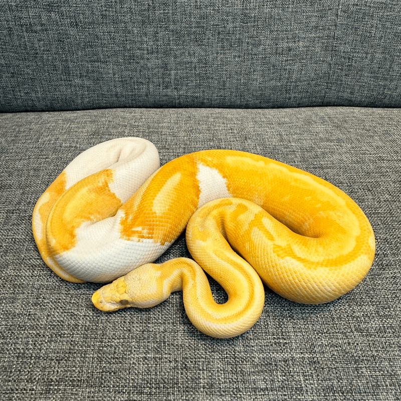 Pastel Lavender Albino Pied