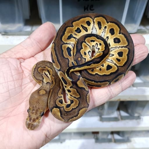 Cinnamon Redstripe Clown het DG