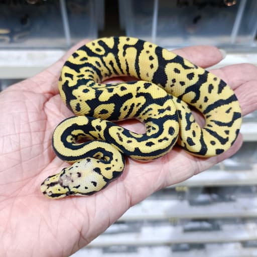 Confusion Pastel Spotnose DG 50% het Clown