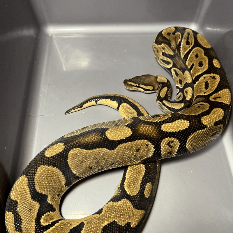 Het Pied Het Axanthic VPI