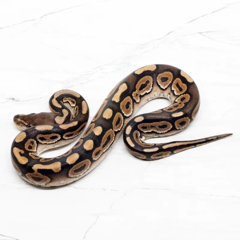 Cinnamon Het Clown Het Hypo
