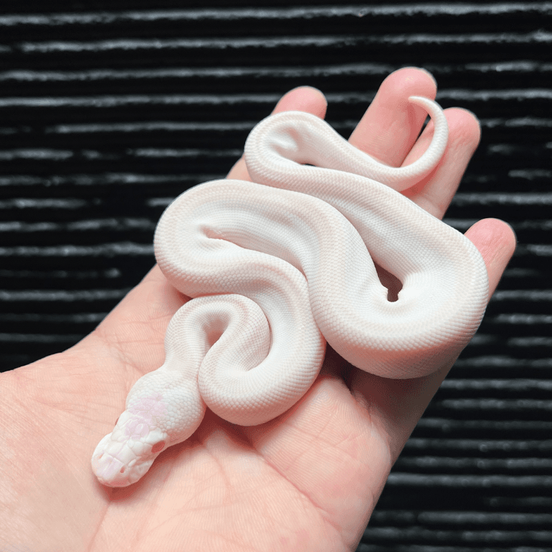 Super Lesser Lavender Albino Het Clown