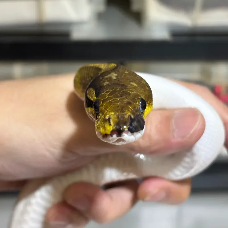 Cinnamon Pied 66% Het Albino