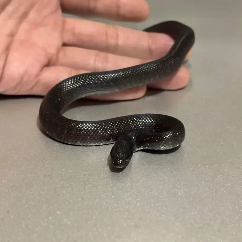 Kingsnake