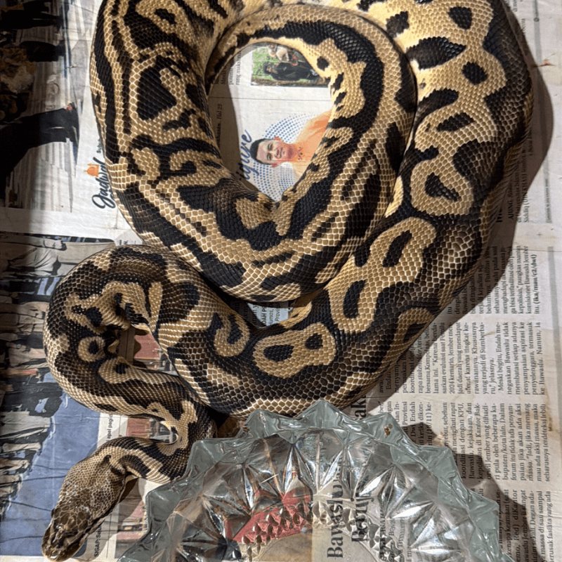 Pastel Leopard Het Clown