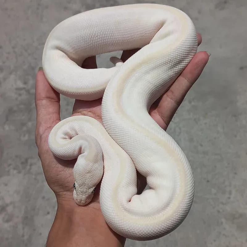 Butter Mojave