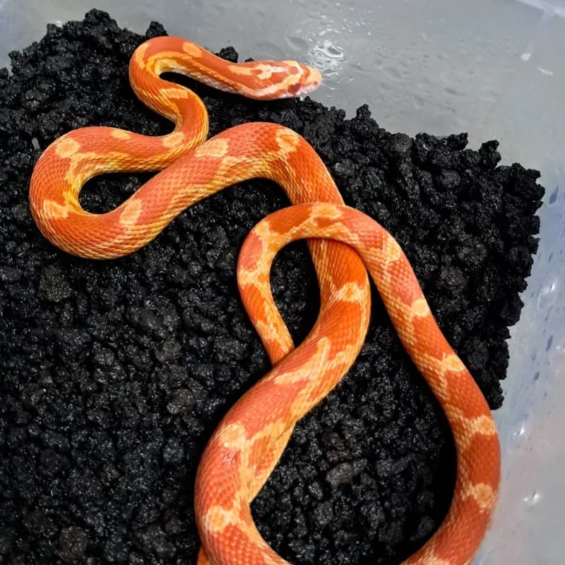 Albino/Amelanistic