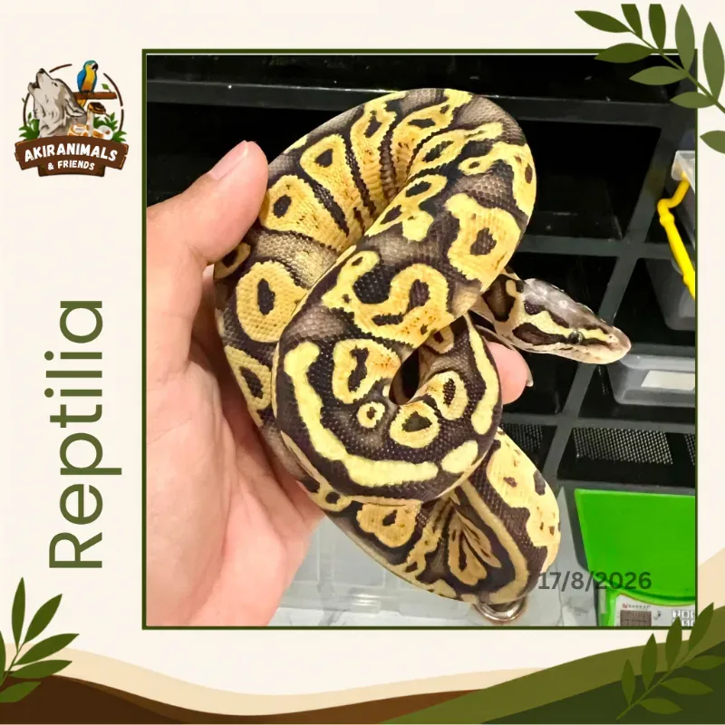 Super Pastel Het Lavender Albino Het Pied