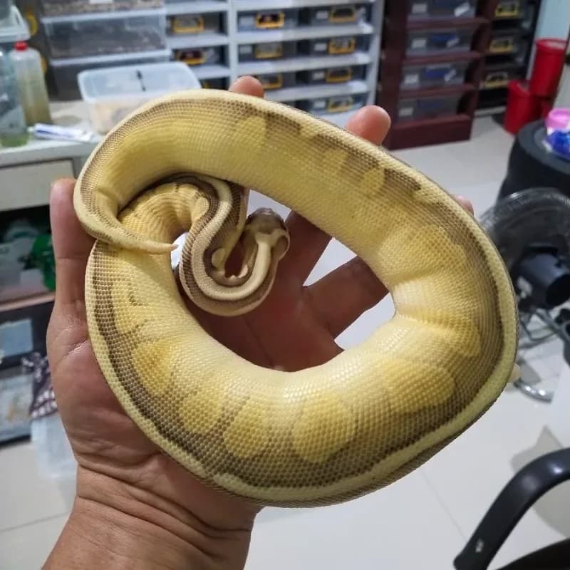 Super Pastel Lesser Enchi Het Pied